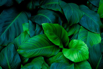 leaves of Spathiphyllum cannifolium, abstract green texture, nature background, tropical leaf