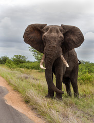 Obraz na płótnie Canvas Elephants in the Kruger National Park South Africa 