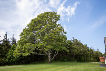 Fototapeta na wymiar tree in park