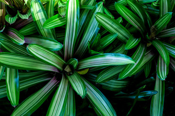 abstract green leaf texture, nature background, tropical leaf