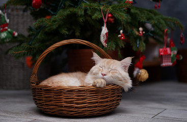 the lazy maine coon cat lies in a wicker basket under the Christmas tree