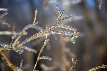 frost on tree