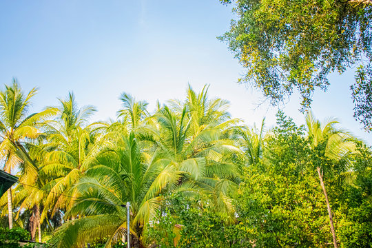 tree and leaves of coconuts and palms