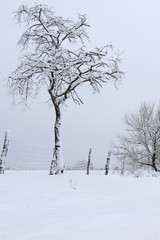 schneebedeckter Baum