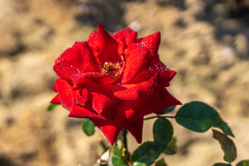 Crimson Bouquet rose flower in the field. Scientific name: Rosa ' Crimson Bouquet'. Flower bloom Color: Dark red