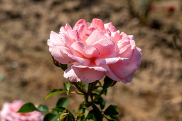 
Sexy Rexy rose flower in the field. Scientific name: Rosa 'Sexy Rexy'
Flower bloom Color: Medium pink