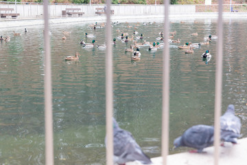A family of wild ducks swims on an artificial pond in an aviary behind bars.