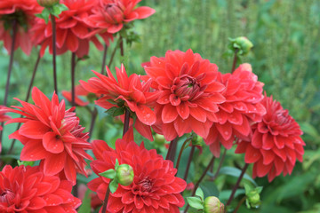 red dahlia flowers on a green background with bokeh