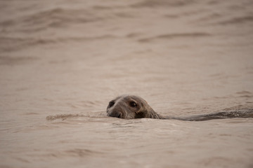 seal on the beach in winter