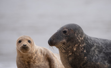 Fototapeta premium seals on the beach in Norfolk