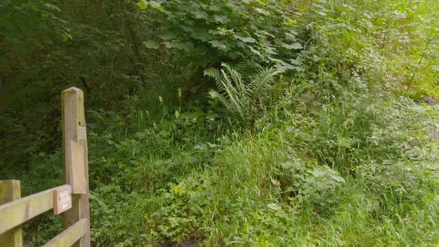 Medium high angle panning shot of a green bushy fern plants, and a hiker with backpack walking into a valley forest trail in Peak District, Derbyshire, UK