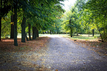 summer alley with a road leading into the unknown