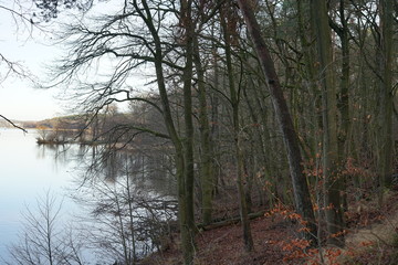 Waldlandschaft an der Havel