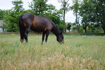 a horse grazes near a peasant's house in the meadow