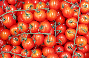 Red tomatoes on a branch. Background from ripe tomatoes.