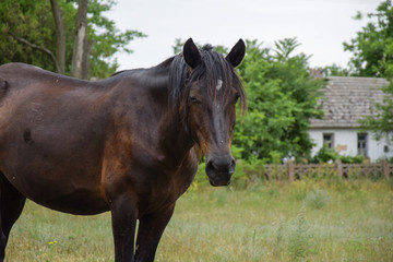 Fototapeta premium a horse grazes near a peasant's house in the meadow