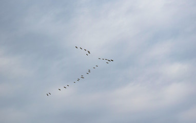 birds flew home from the warm edges