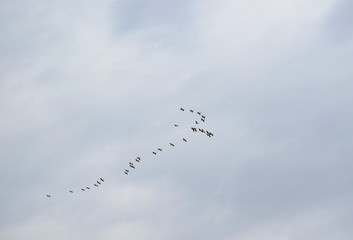 birds flew home from the warm edges