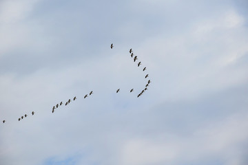 birds flew home from the warm edges