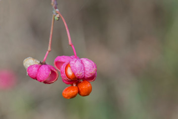  fruits close up of Euonymus europaeus shrub . Euonymus europaeus, the spindle, European spindle, or common spindle, is a species of flowering plant in the family Celastraceae. 