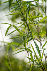 Fototapeta premium green leaves coverd in dew and rain drops in the forest background