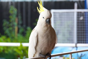 Sulphur Crested Cockatoo