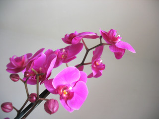 pink flowers of orchid