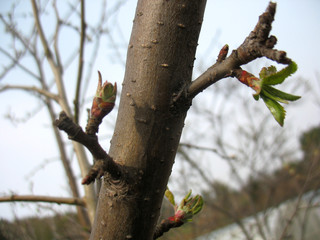 spring branch of tree and green leaves