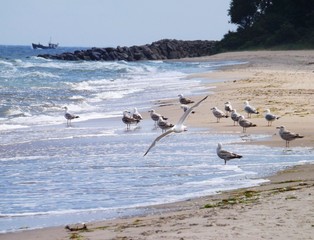 Möwen am Strand