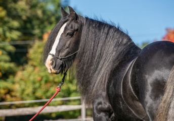 Gypsy horse mare