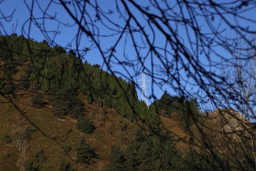 Vegetation in the woods