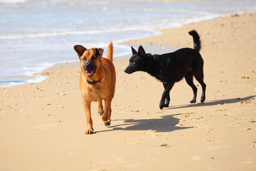 couple of two dogs  running on the beach