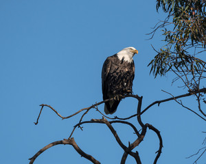 Bald eagle at a Southern California lake