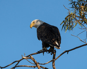 Bald eagle at a Southern California lake