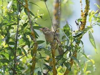 Spatz auf Weide sitzend