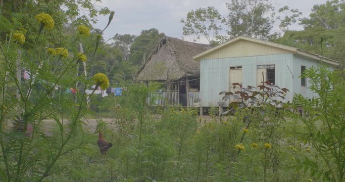 Tiny Houses in the Amazon Rainforest with a Hen Walking Free in the Garden   in Pando / Bolivia