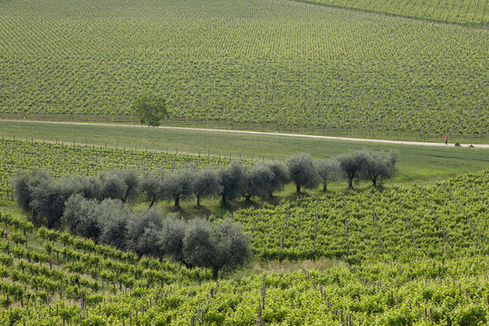 Olive trees in Prosecco vineyard
