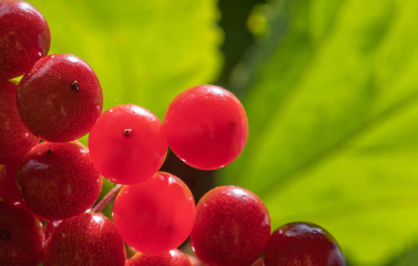 Ripe red viburnum berries are brightly lit by the sun. Selective focus.