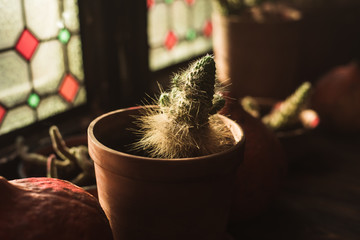An overgrown cactus in a plastic brown pot in sunlight. Home plant on a windowsill against the background of colored orange stained-glass windows