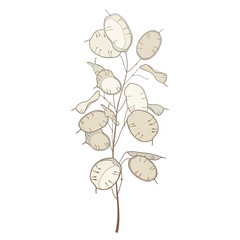Stem of outline Lunaria or Honesty or moonwort dried flower bunch in pastel beige isolated on white background.