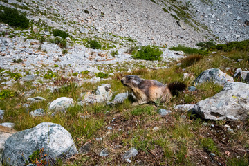 Marmots in mountains of Ecrins, France