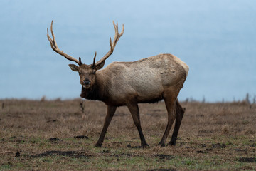 Naklejka na ściany i meble Tule Elk at Point Reyes