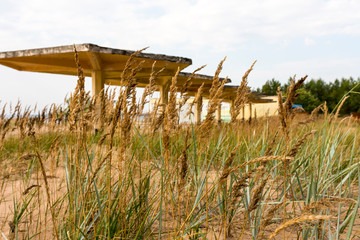 Ears of grass and a row of concrete blackouts on the beach.