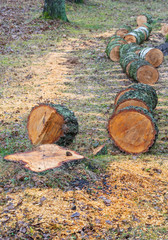felling and cutting trees