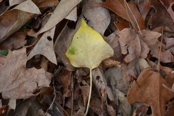 Single Pointed Yellow Leaf On The Ground With Dead, Brown Leaves Surrounding