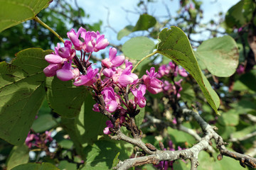 Gewöhnliche Judasbaum (Cercis siliquastrum)