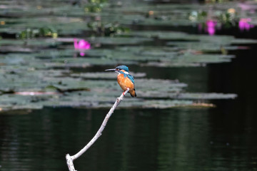 Kingfisher in the lotus lake.