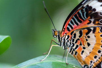 A beautiful picture of a colorful butterfly standing on a leaf - closeup, macrophotography