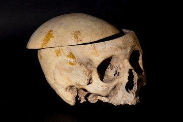 skull on black background