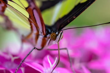 A beautiful picture of a colorful butterfly standing on a pink flower - closeup, macrophotography